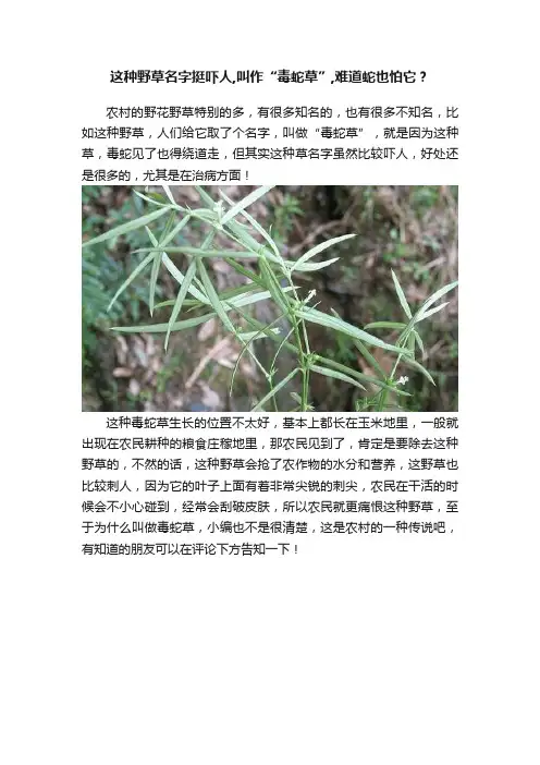 这种野草名字挺吓人,叫作“毒蛇草”,难道蛇也怕它？