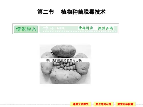 5.2 植物种苗脱毒技术 课件(中图版选修1)