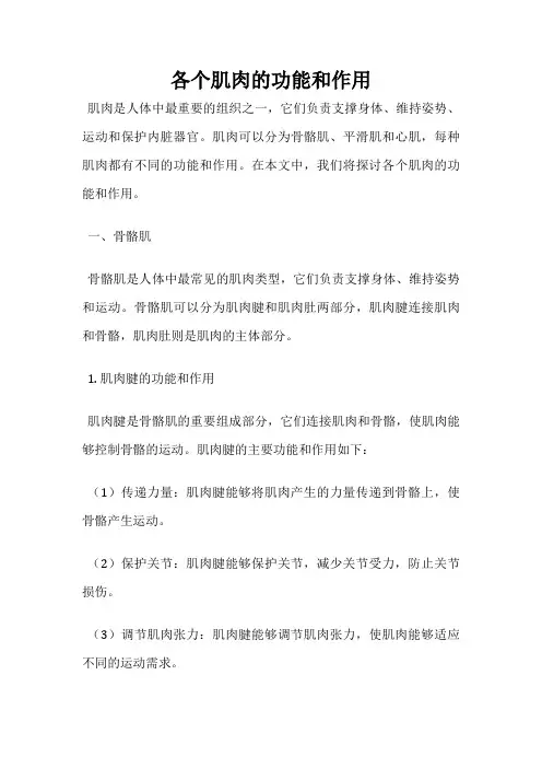 各个肌肉的功能和作用