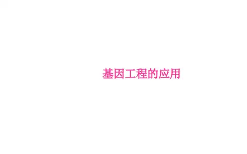 基因工程的应用课件