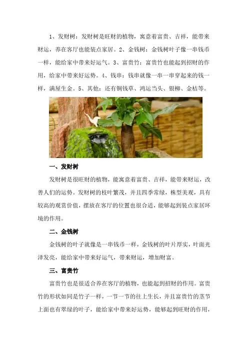 客厅最旺财的植物