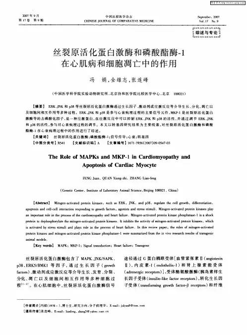 丝裂原活化蛋白激酶和磷酸酯酶-1在心肌病和细胞凋亡中的作用