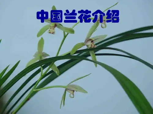 兰花集锦.ppt