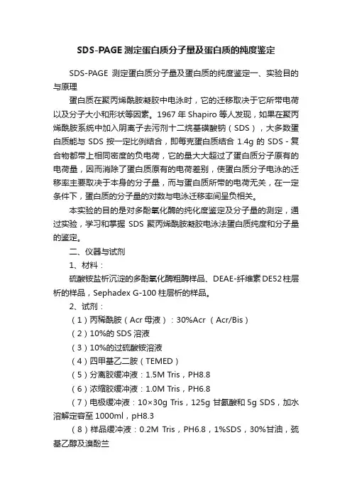 SDS-PAGE测定蛋白质分子量及蛋白质的纯度鉴定