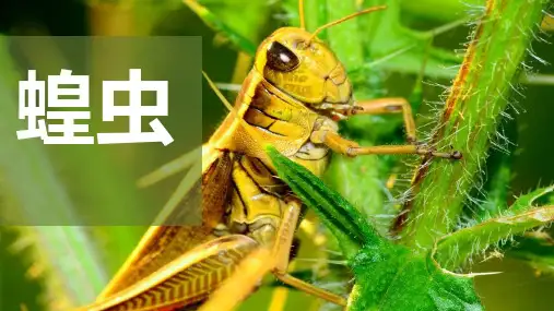 《蝗虫》-美术课件