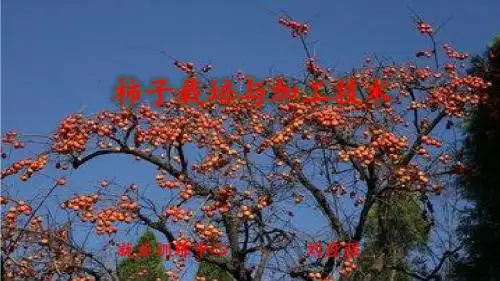 柿子栽培与加工技术