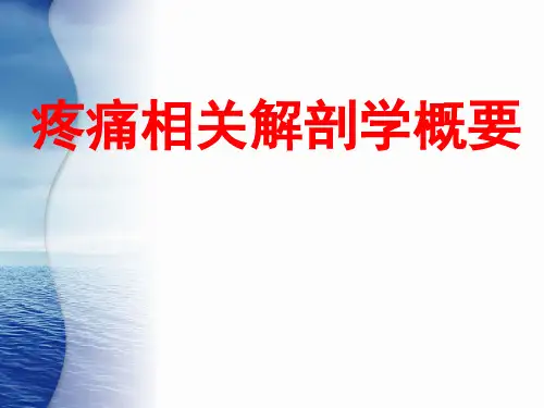 疼痛学课件：疼痛相关解剖学概要