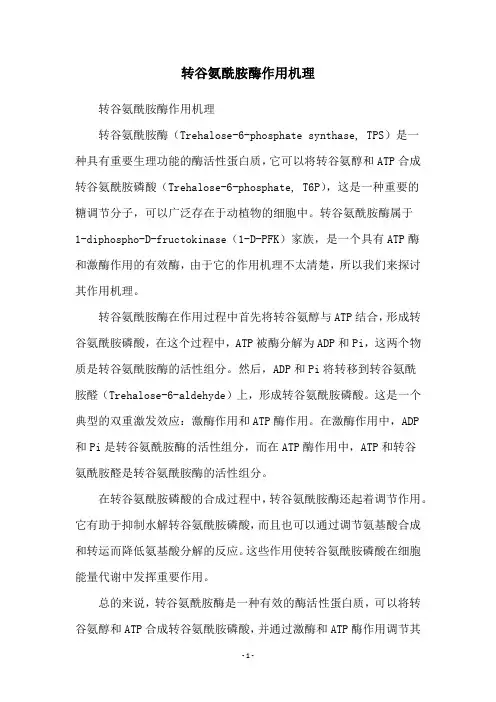 转谷氨酰胺酶作用机理