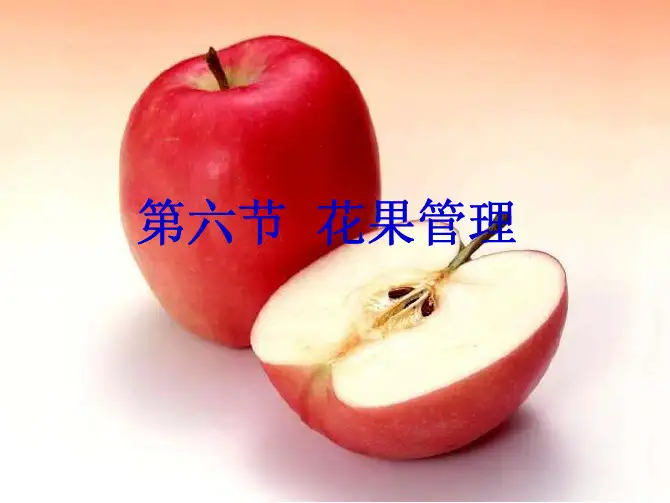 苹果6-花果管理
