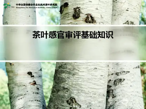 茶叶感官审评基础知识