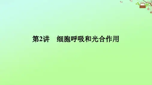 2023新教材高考生物二轮专题复习专题二生命系统的代谢第2讲细胞呼吸和光合作用课件