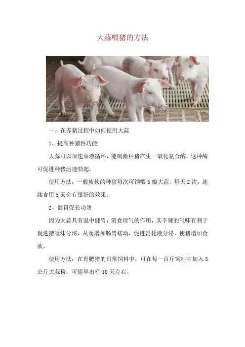 大蒜喂猪的方法