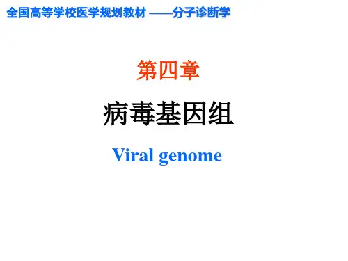 分子诊断学第4章 病毒基因组