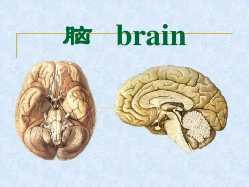 14脑干