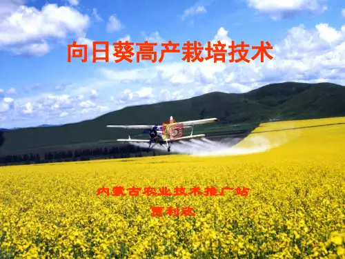 向日葵高产栽培技术-贾利欣