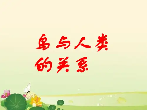 《鸟与人类的关系》课件2