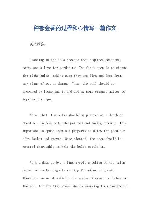 种郁金香的过程和心情写一篇作文