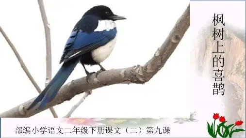 — 枫树上的喜鹊 —人教部编版PPT 
