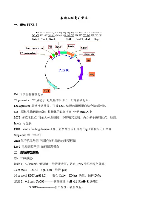 基因工程复习提纲