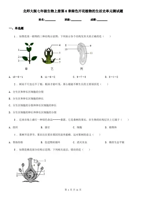北师大版七年级生物上册第6章绿色开花植物的生活史单元测试题