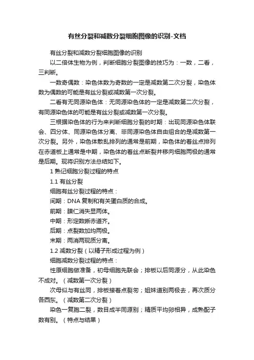 有丝分裂和减数分裂细胞图像的识别-文档