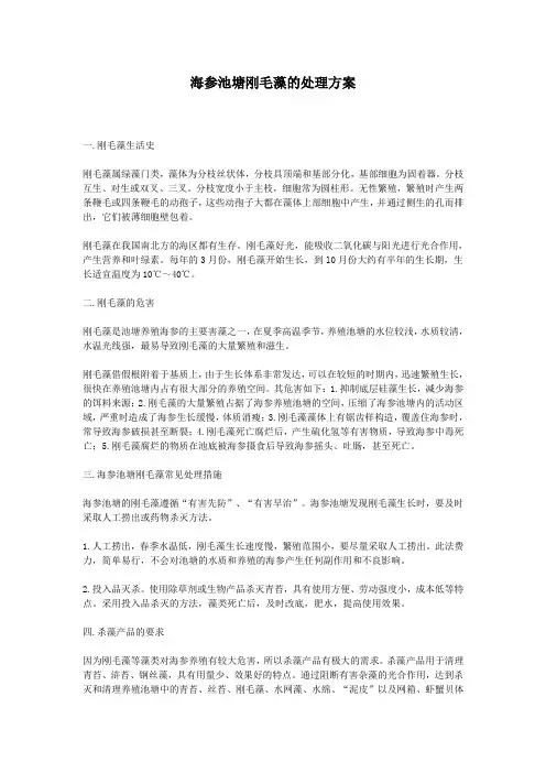 海参池塘刚毛藻的处理方案