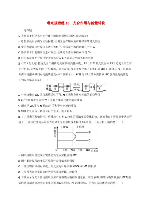 适用于新高考新教材2025届高考生物一轮总复习考点规范练10光合作用与能量转化新人教版