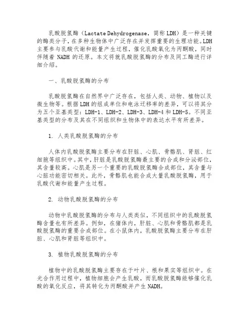 乳酸脱氢酶分布及同工酶