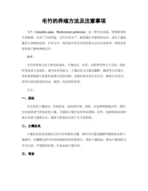 毛竹的养殖方法及注意事项