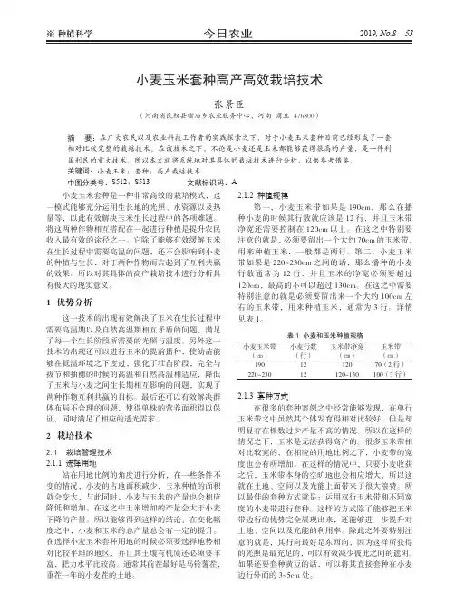 小麦玉米套种高产高效栽培技术