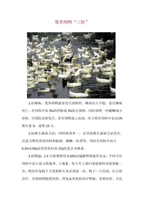 笼养肉鸭“三防”