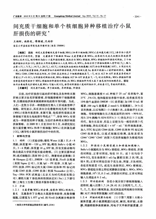 间充质干细胞和单个核细胞异种移植治疗小鼠肝损伤的研究