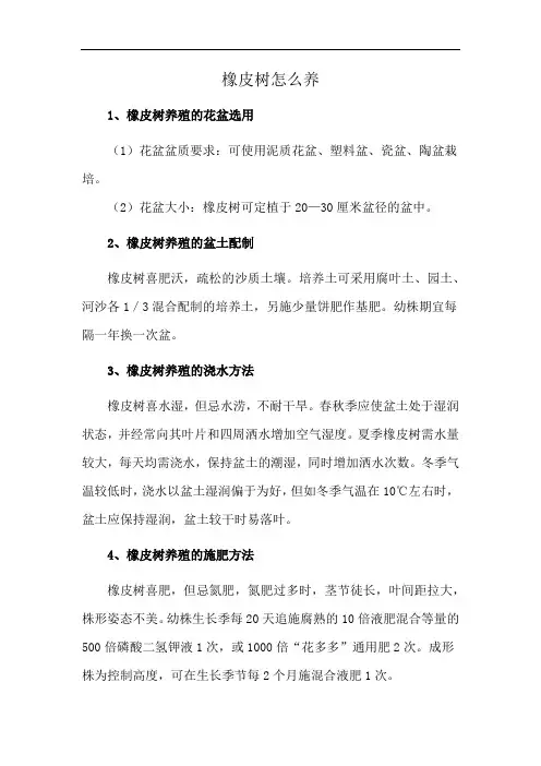 橡皮树怎么养