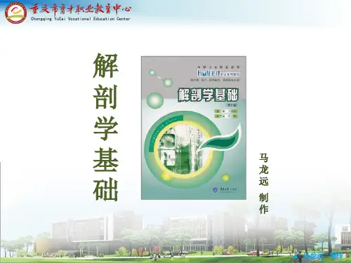 人体解剖学基础-绪论