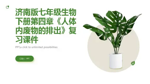 济南版七年级生物下册第四章《人体内废物的排出》复习课件