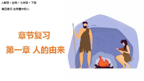 第1章 人的由来(复习课件)七年级生物下册(人教版)