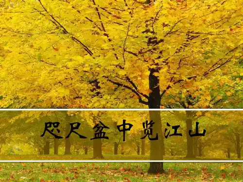 《咫尺盆中览江山》课件
