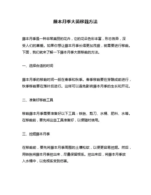 藤本月季大苗移栽方法