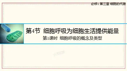 细胞呼吸的概念及类型课件高一上学期生物浙科版必修1(1)