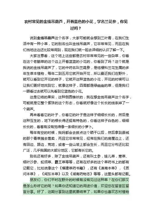 农村常见的金线吊葫芦，开着蓝色的小花，学名兰花参，你见过吗？