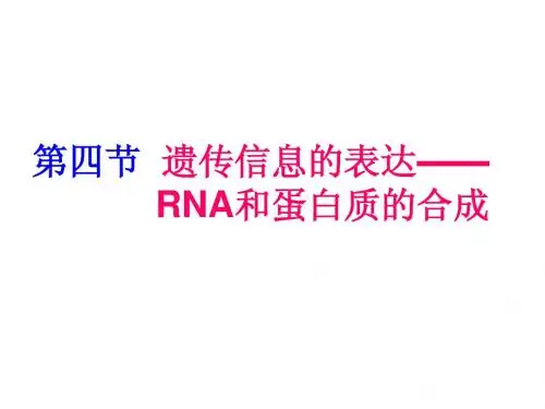 RNA和蛋白质的合成