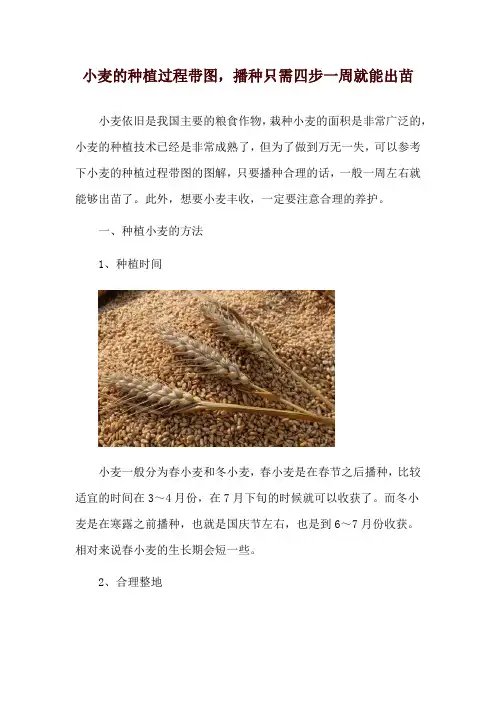 小麦的种植过程带图,播种只需四步一周就能出苗