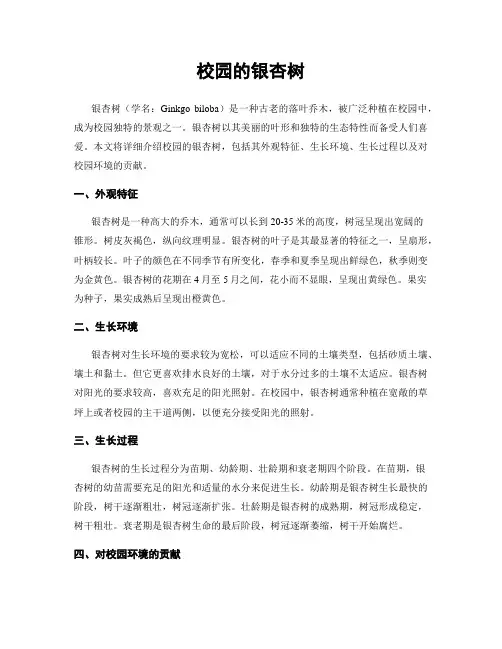 校园的银杏树