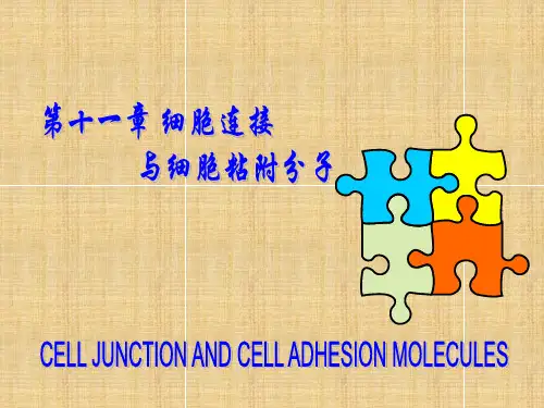 细胞连接 与粘附分子
