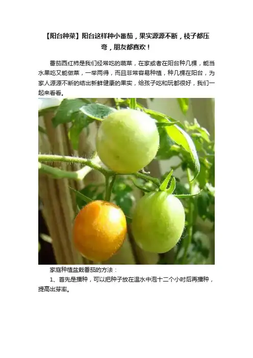 【阳台种菜】阳台这样种小番茄，果实源源不断，枝子都压弯，朋友都喜欢！