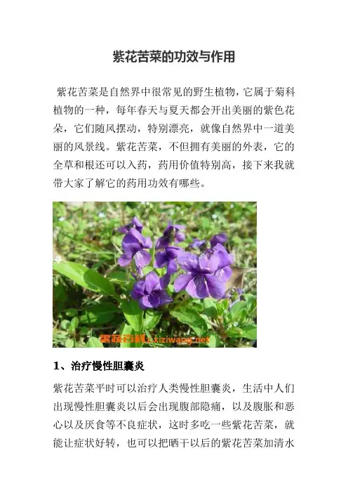 紫花苦菜的功效与作用