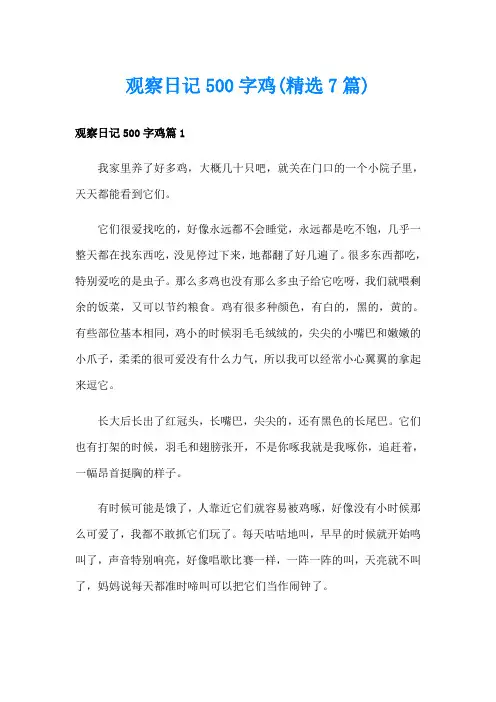 观察日记500字鸡(精选7篇)