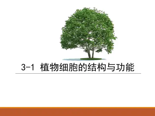 苏教版七年级生物上册第3章第1节 植物细胞的结构与功能 (26张PPT)