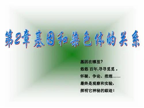 同源染色体配对——联会形成四分体
