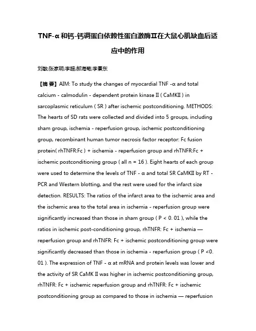 TNF-α和钙-钙调蛋白依赖性蛋白激酶Ⅱ在大鼠心肌缺血后适应中的作用
